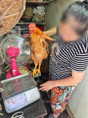 赤峰大公雞買賣電話地址查詢-第1張圖片