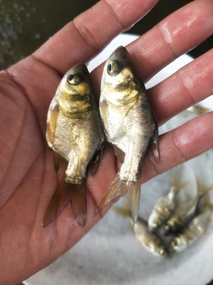 赤峰魚苗批發(fā)市場電話號碼-第1張圖片