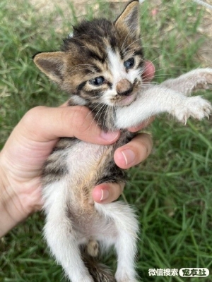 赤峰貓咪送養(yǎng)中心電話地址查詢-第1張圖片