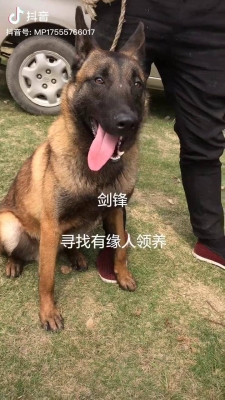 赤峰馬犬領(lǐng)養(yǎng)中心電話地址查詢-第1張圖片