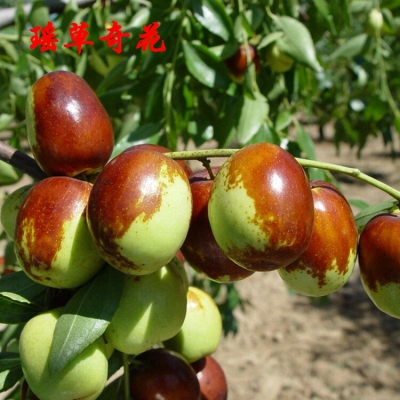 赤峰附近大棗種植基地電話號碼-第1張圖片