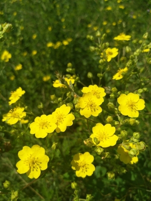 赤峰平莊大棚基地地址電話號碼-第1張圖片