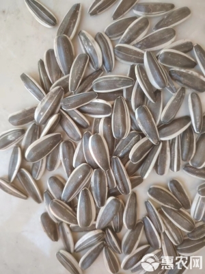 赤峰瓜子罐裝廠電話多少號-第1張圖片