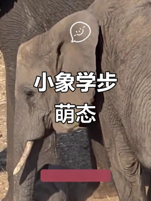 赤峰小象溫度館電話多少號-第1張圖片