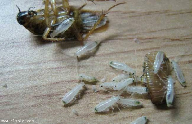 赤峰殺蟑螂電話號(hào)碼查詢是多少-第1張圖片