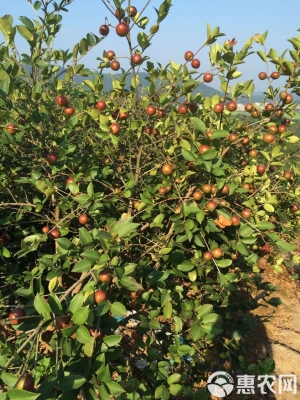 赤峰育苗基地電話多少號-第1張圖片