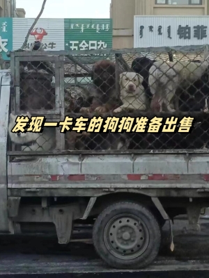 赤峰狗狗玩具專(zhuān)賣(mài)店電話號(hào)碼-第1張圖片