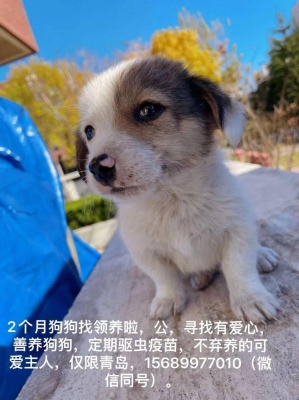 赤峰市狗狗領養(yǎng)電話地址查詢-第1張圖片