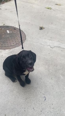 赤峰新城區(qū)丟狗電話號碼-第1張圖片