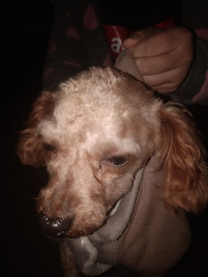 赤峰同城丟狗找主人電話號碼-第1張圖片