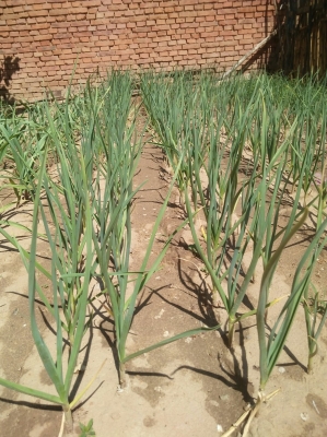 赤峰寧城種植戶電話號(hào)碼查詢-第1張圖片