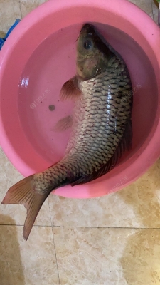 赤峰冰釣大棚出租信息電話號碼-第1張圖片