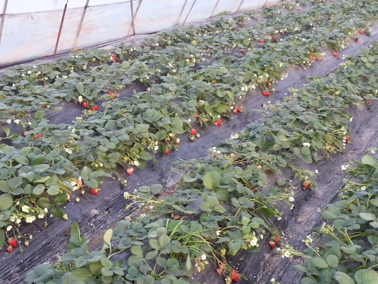 赤峰南山草莓園電話地址查詢-第1張圖片