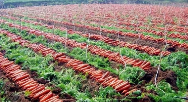 赤峰胡蘿卜種植基地-第1張圖片