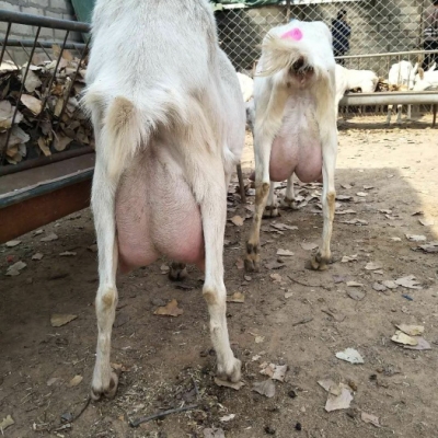 赤峰賣奶山羊電話號碼多少-第1張圖片