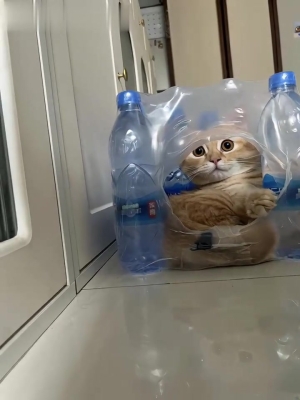 赤峰送水貓電話客服號碼是多少-第1張圖片