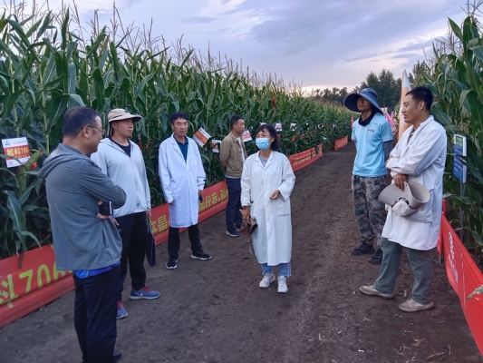 赤峰賣玉米的電話號碼是多少-第1張圖片