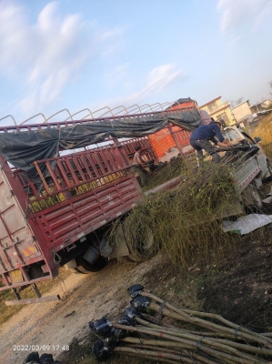 赤峰柳樹(shù)批發(fā)市場(chǎng)電話號(hào)碼-第1張圖片