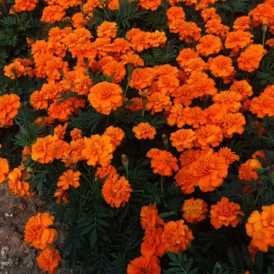 赤峰孔雀草小苗商家電話-第1張圖片