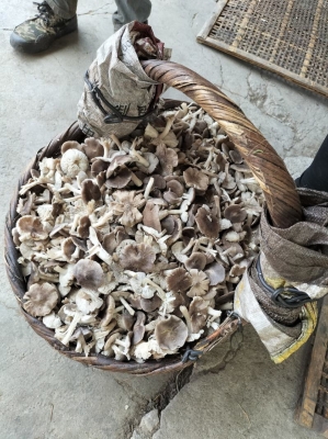 赤峰屠宰場(chǎng)出售電話地址查詢-第1張圖片