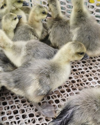 赤峰美洲雁苗基地電話號碼-第1張圖片