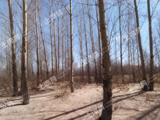 內(nèi)蒙古赤峰收購楊樹電話號碼-第1張圖片