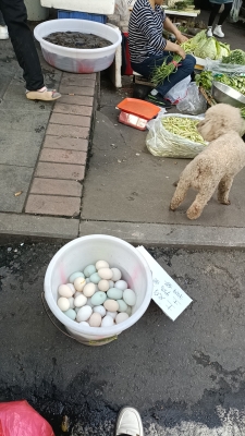 赤峰賣土雞蛋的地方電話號碼-第1張圖片