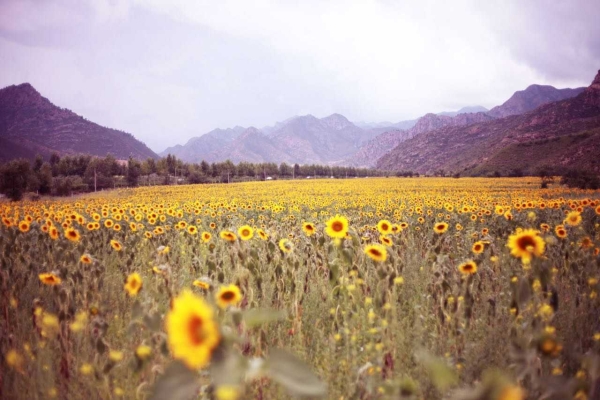 赤峰賣(mài)棉花糖電話地址在哪里-第1張圖片