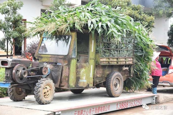 赤峰青儲(chǔ)玉米回收電話地址查詢-第1張圖片