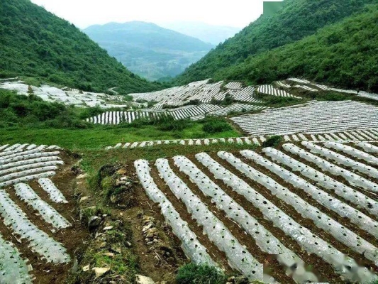 赤峰租種菜小棚電話多少號(hào)-第1張圖片