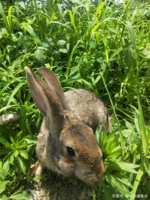 赤峰天義養(yǎng)兔場電話號碼查詢-第1張圖片