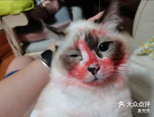 赤峰麥兜兜寵物店電話號(hào)碼-第1張圖片