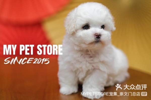 赤峰比熊寵物店電話號碼-第1張圖片