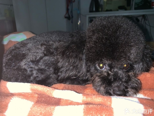 赤峰狗狗寵物店地址電話號(hào)碼-第1張圖片