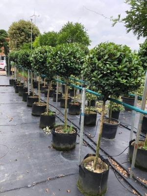 赤峰綠源苗木基地電話號(hào)碼-第1張圖片