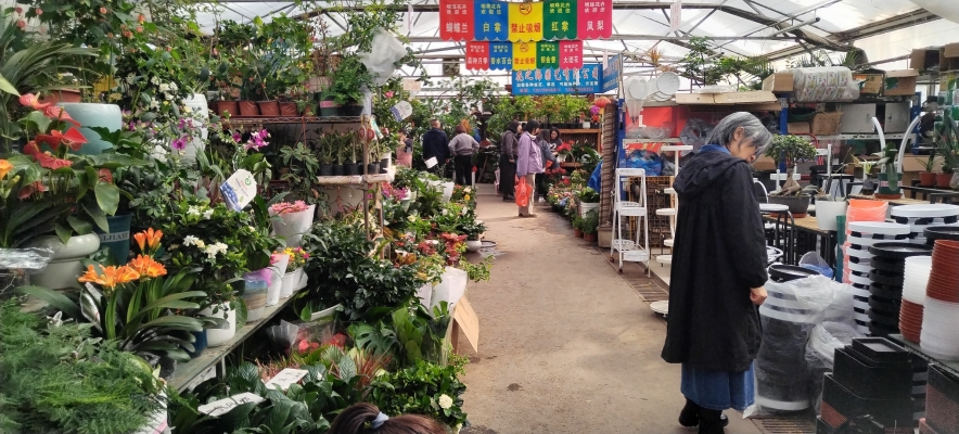 赤峰綠植批發(fā)市場(chǎng)-第1張圖片