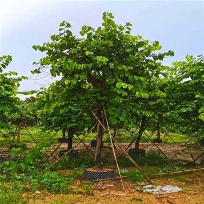 赤峰政華苗木基地電話號碼-第1張圖片