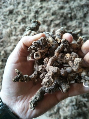 赤峰朱砂批發(fā)市場電話號碼-第1張圖片