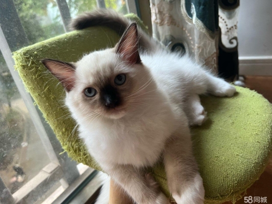 赤峰金吉拉修理電話地址查詢-第1張圖片