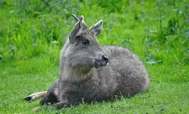 赤峰兔兔洗鞋店電話地址-第1張圖片