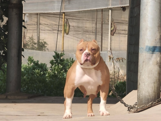 赤峰出售惡霸犬電話號(hào)碼是多少-第1張圖片