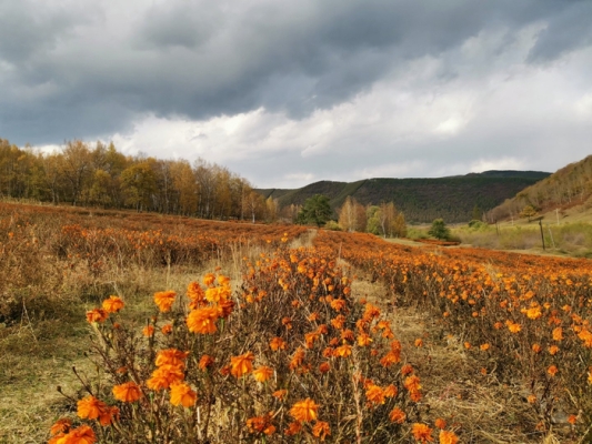 赤峰美林谷滑雪場(chǎng)門票團(tuán)購(gòu)-第1張圖片