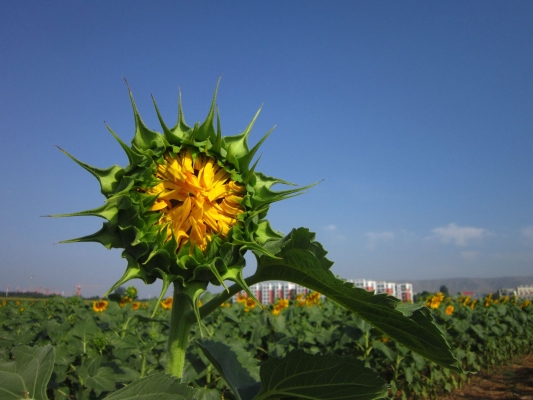 赤峰紅廟子棗園電話多少號-第1張圖片