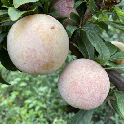 赤峰果樹回收電話號(hào)碼查詢網(wǎng)-第1張圖片