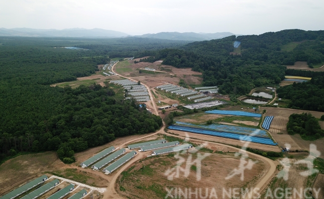 赤峰黑豬合作養(yǎng)殖基地電話號碼-第1張圖片