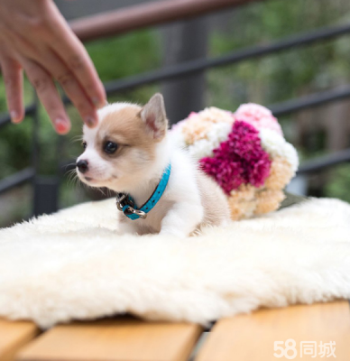 赤峰柯基俱樂(lè)部電話多少號(hào)-第1張圖片