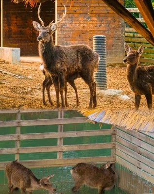赤峰動物農(nóng)場電話多少號碼-第1張圖片