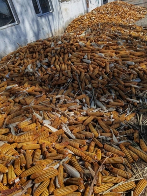 赤峰林西火化場電話地址查詢-第1張圖片