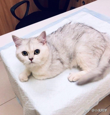 赤峰繁育貓舍電話多少號(hào)-第1張圖片