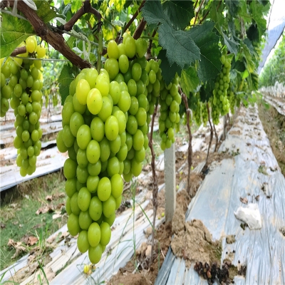 赤峰市葡萄苗售賣電話地址-第1張圖片